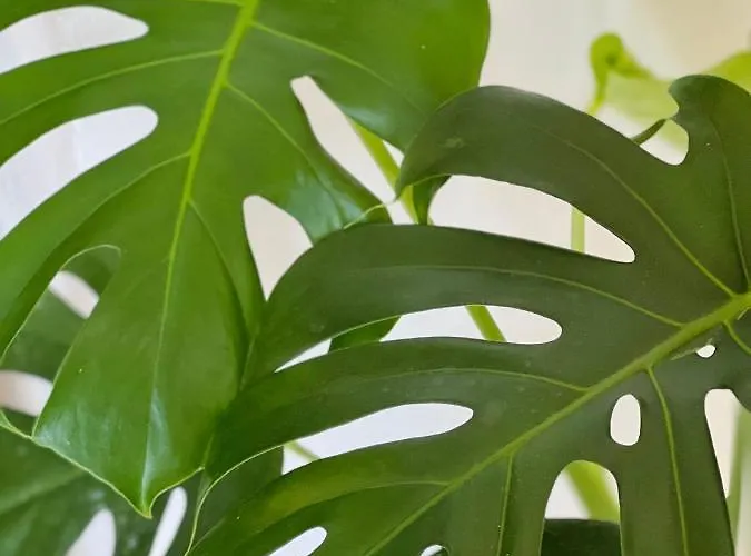 Tea - A Mare Hotel 4*